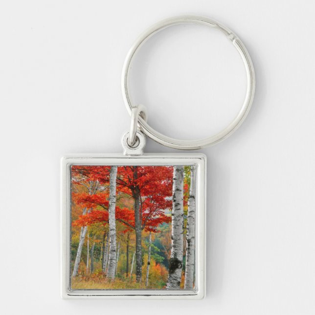 USA, Maine, Wyman Lake. Forest Of Birch Key Ring (Front)