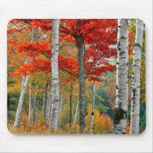 USA, Maine, Wyman Lake. Forest Of Birch Mouse Mat