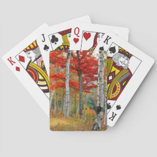 USA, Maine, Wyman Lake. Forest Of Birch Playing Cards