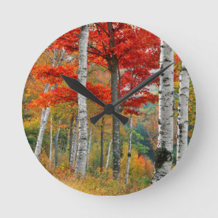 USA, Maine, Wyman Lake. Forest Of Birch Round Clock