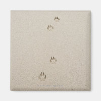 USA, Massachusetts, dog's track on sand
