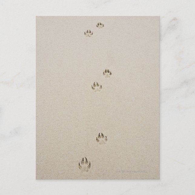 USA, Massachusetts, dog's track on sand Postcard (Front)