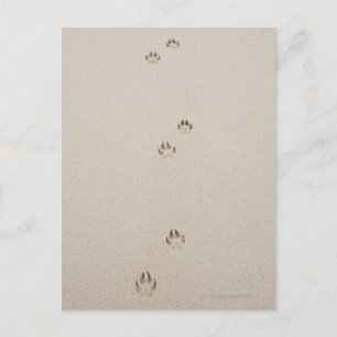 USA, Massachusetts, dog's track on sand Postcard