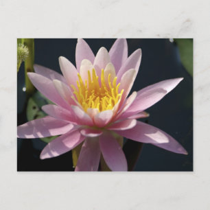 USA, Massachusetts, Great Barrington, lily pad Postcard