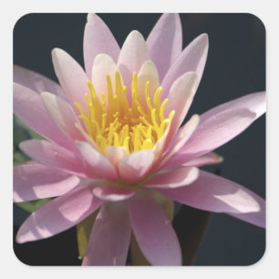 USA, Massachusetts, Great Barrington, lily pad Square Sticker