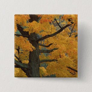 USA, Michigan, Close-up of sugar maple tree in 15 Cm Square Badge