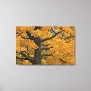 USA, Michigan, Close-up of sugar maple tree in Canvas Print