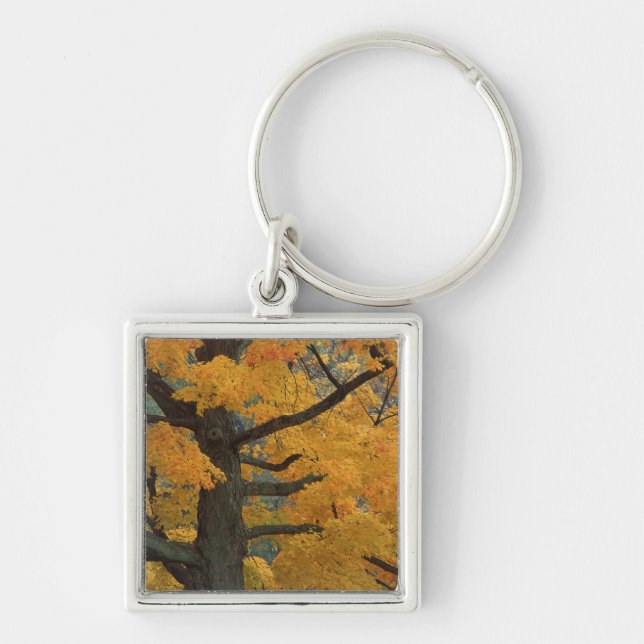 USA, Michigan, Close-up of sugar maple tree in Key Ring (Front)