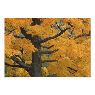 USA, Michigan, Close-up of sugar maple tree in Photo Print