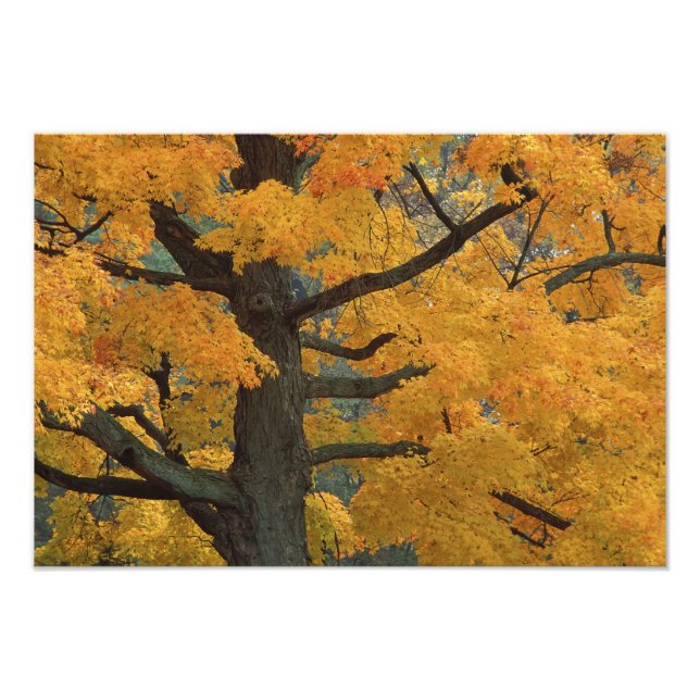 USA, Michigan, Close-up of sugar maple tree in Photo Print (Front)