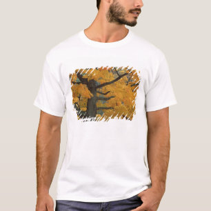 USA, Michigan, Close-up of sugar maple tree in T-Shirt