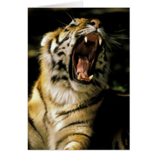 USA, Michigan, Detroit. Detroit Zoo, tiger 2