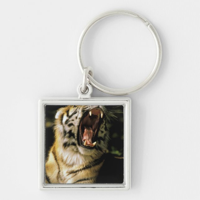 USA, Michigan, Detroit. Detroit Zoo, tiger 2 Key Ring (Front)