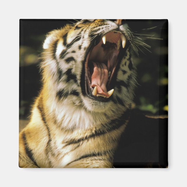 USA, Michigan, Detroit. Detroit Zoo, tiger 2 Magnet (Front)