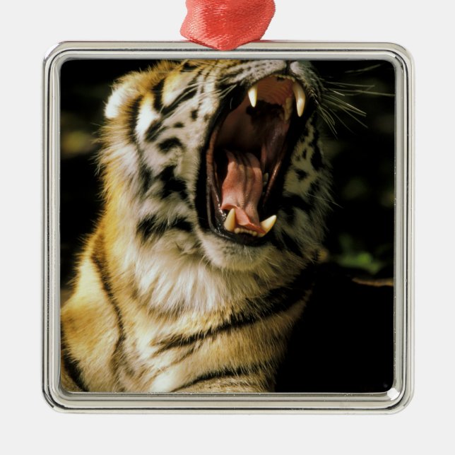 USA, Michigan, Detroit. Detroit Zoo, tiger 2 Metal Tree Decoration (Front)