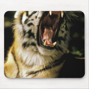 USA, Michigan, Detroit. Detroit Zoo, tiger 2 Mouse Mat