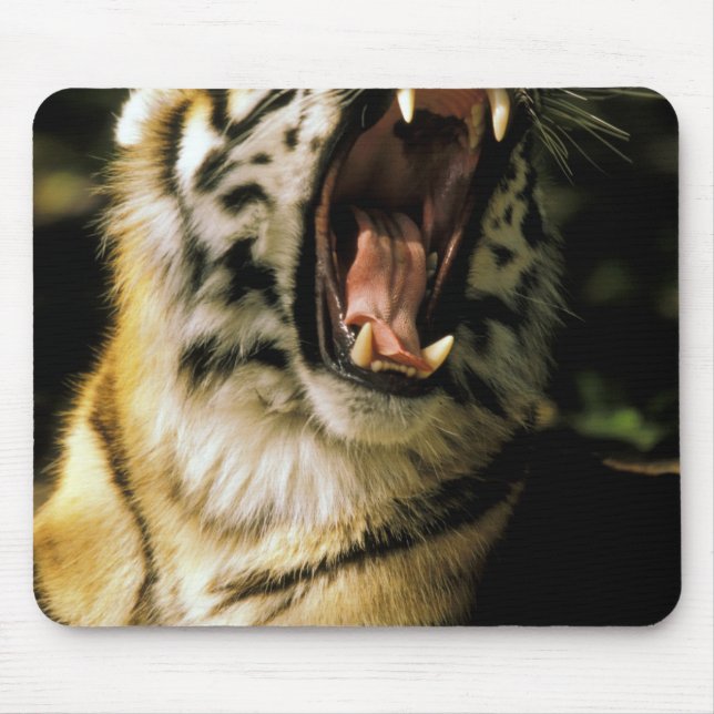 USA, Michigan, Detroit. Detroit Zoo, tiger 2 Mouse Mat (Front)