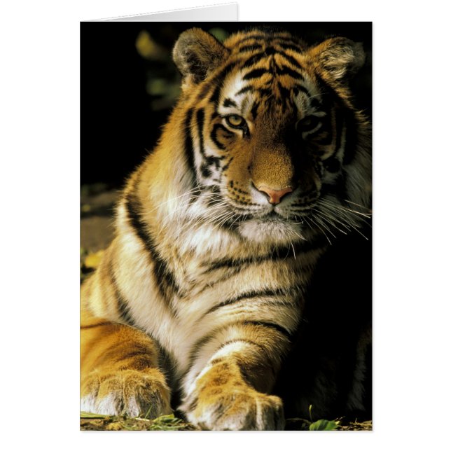 USA, Michigan, Detroit. Detroit Zoo, tiger 3 (Front)