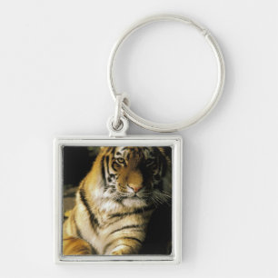 USA, Michigan, Detroit. Detroit Zoo, tiger 3 Key Ring