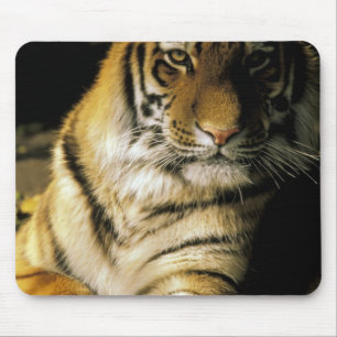 USA, Michigan, Detroit. Detroit Zoo, tiger 3 Mouse Mat