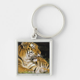 USA, Michigan, Detroit. Detroit Zoo, tiger at Key Ring