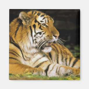 USA, Michigan, Detroit. Detroit Zoo, tiger at Magnet