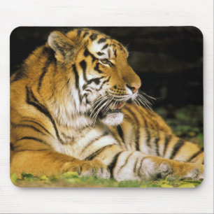 USA, Michigan, Detroit. Detroit Zoo, tiger at Mouse Mat