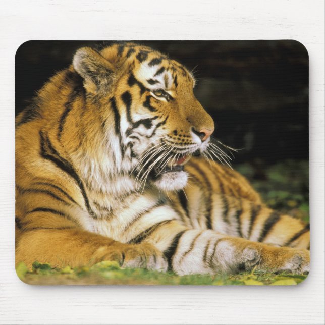 USA, Michigan, Detroit. Detroit Zoo, tiger at Mouse Mat (Front)