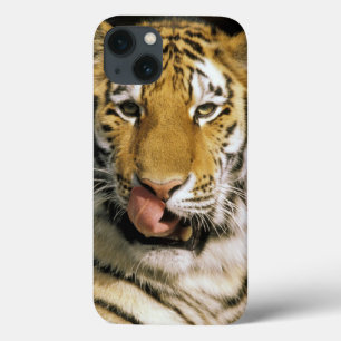 USA, Michigan, Detroit. Detroit Zoo, tiger iPhone 13 Case