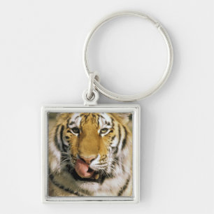 USA, Michigan, Detroit. Detroit Zoo, tiger Key Ring