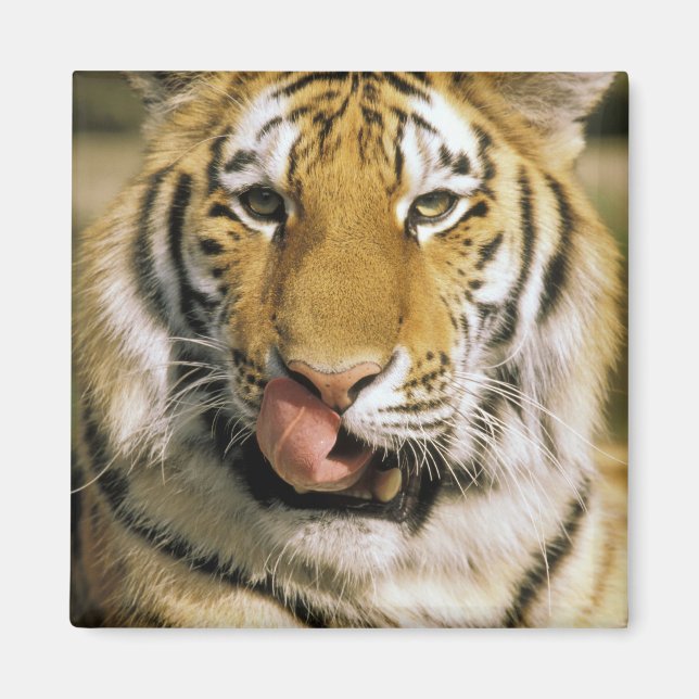 USA, Michigan, Detroit. Detroit Zoo, tiger Magnet (Front)