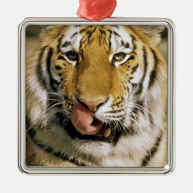 USA, Michigan, Detroit. Detroit Zoo, tiger Metal Tree Decoration (Front)