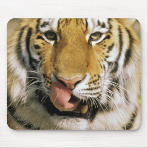 USA, Michigan, Detroit. Detroit Zoo, tiger Mouse Mat