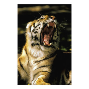 USA, Michigan, Detroit. Detroit Zoo, tiger Photo Print