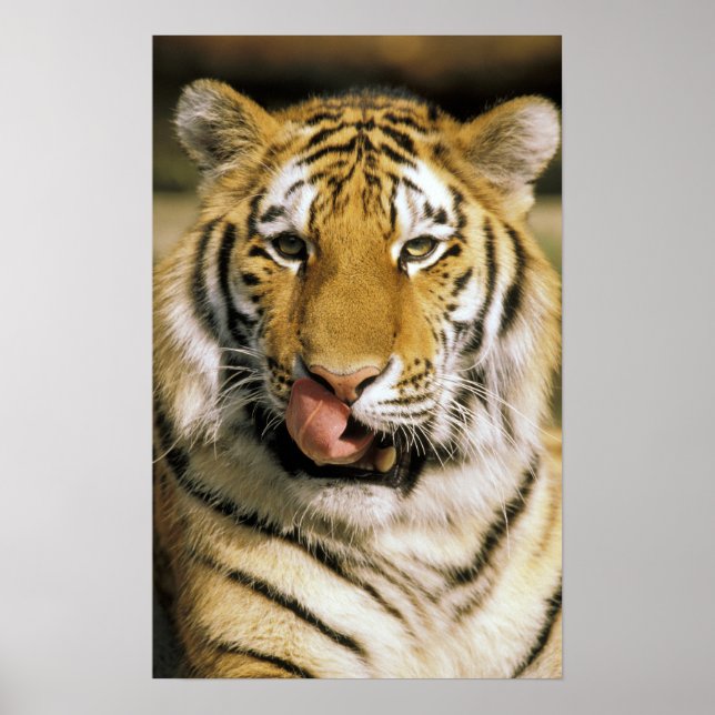 USA, Michigan, Detroit. Detroit Zoo, tiger Poster (Front)