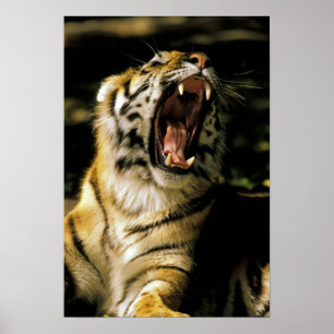 USA, Michigan, Detroit. Detroit Zoo, tiger Poster