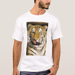 USA, Michigan, Detroit. Detroit Zoo, tiger T-Shirt