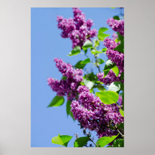 USA, Michigan, Lake Michigan, Mackinac Island Poster