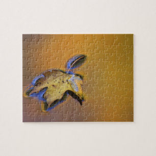 USA, Michigan, Maple leaf floating on water Jigsaw Puzzle