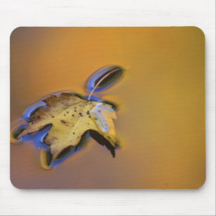 USA, Michigan, Maple leaf floating on water Mouse Mat