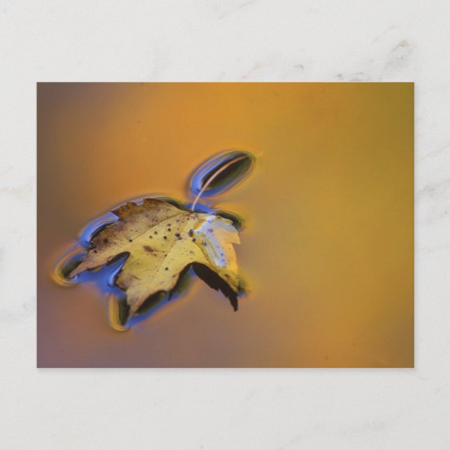 USA, Michigan, Maple leaf floating on water Postcard (Front)