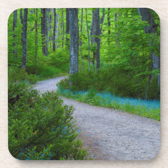 USA, Michigan. Path Thru The Woods Coaster (Front)
