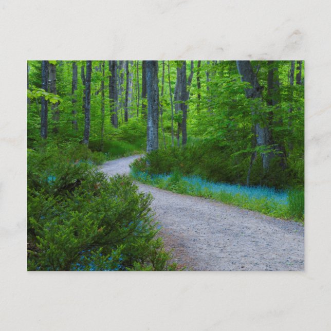 USA, Michigan. Path Thru The Woods Postcard (Front)