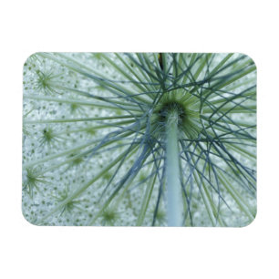 USA, Michigan. Queen-Anne's Lace viewed from Magnet