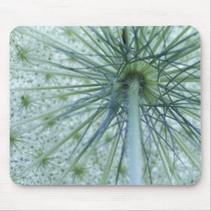 USA, Michigan. Queen-Anne's Lace viewed from Mouse Mat