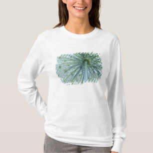 USA, Michigan. Queen-Anne's Lace viewed from T-Shirt