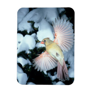 USA, Minnesota, Mendota Heights, Female Cardinal Magnet