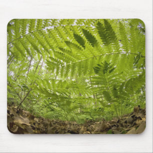 USA, MInnesota, North Shore Lake Superior, Mouse Mat