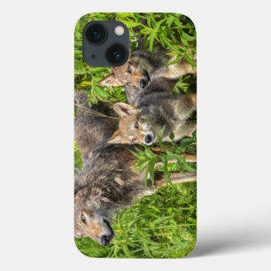 USA, Minnesota, Sandstone, Minnesota Wildlife 12 iPhone 13 Case