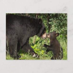 USA, Minnesota, Sandstone, Minnesota Wildlife 13 Postcard